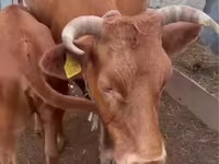Αγελάδα, Latvian Blue cattle — φωτογραφία 4