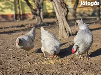Araucana — Foto 4