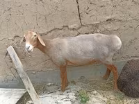 Får, Edilbay sheep — foto 1