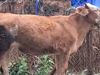 Dibi, Simmental cattle — sawirka 3