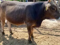 Lembu jantan, Cattle — foto 7