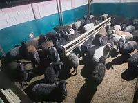 Ram, Schapen — foto 5