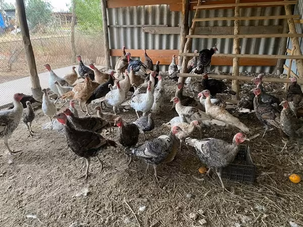 Turkeys