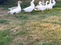 Geese — 2-сурет