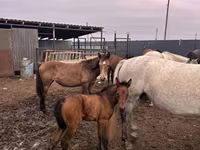 Klisna, Kazakh horse — foto 3