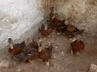 Ducks — zdjęcie 1