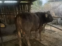 Tyre, Swiss cattle — foto 4