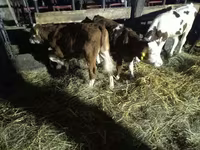 Býk, Simmental cattle — foto 2