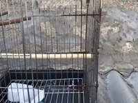 Böyük ölçülü quş qəfəsi - Material: metal barmaqlıqlar, plastik — عکس 2