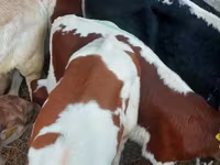 گاو نر, Simmental cattle — عکس 3
