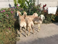 Koyun, Koyunlar — foto 4