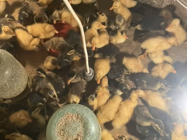 Ducks