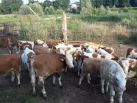 Býk, Simmental cattle — foto 1