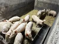 猪（批次，未指定性别）, Pigs — 照片 1