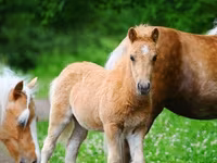 Ngựa (lô, chưa xác định giới tính), Shetland Pony — ảnh 2