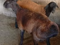 Koç, Hissar sheep — foto 4
