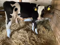 Bull, Holstein breed — photo 4
