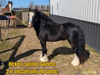 Ձի, Gypsy horse — լուսանկար 4