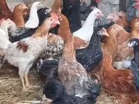 Chickens — foto 1