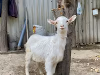 숫염소, Saanen goat — 사진 2