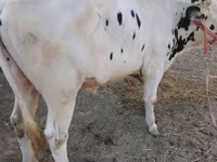 Bulle, Russian Black pied cattle — Foto 3