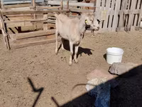 تيس, Saanen goat — الصورة 2