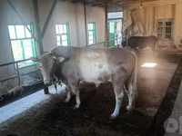 Touro, Simmental cattle — foto 1