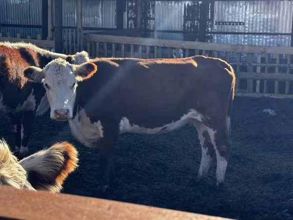 Mucca, Testo tradotto: Testa bianca ucraina