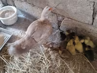 Ducks — foto 1