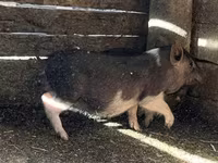 Babi betina, Вьетнамская вислобрюхая — foto 1