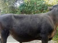 گاو نر, Swiss cattle — عکس 2