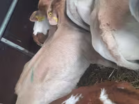 Banteng, Limousin cow — foto 2