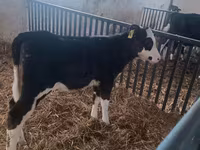 Vaca, Hereford — foto 2