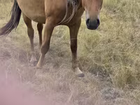 مادیان, Kazakh horse — عکس 3