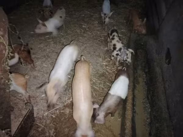 Pigs (batch, sex not specified), Pigs — Hungary