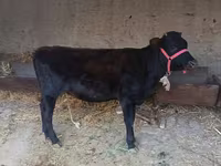 مویشی (گروپ، جنس مذکور نہیں), مویشی — تصویر 3