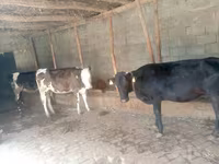 Krava, Skot — foto 1