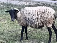Får (parti, køn ikke angivet), Romanov sheep — foto 2
