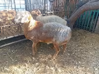 قوچ, Hissar sheep — عکس 3