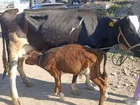 Lembu betina, Russian Black pied cattle — foto 1