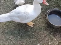Ducks — Foto 3