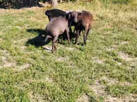 Kambing jantan, Sheep — foto 2