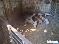 Locha, Świnie — zdjęcie 4