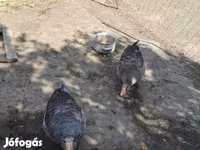 Geese — foto 2