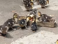 Ducks — снимка 2