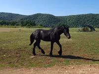حصان, Friesian — الصورة 2
