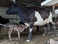 Krava, Russian Black pied cattle — foto 2