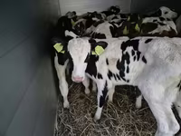 Bik, Simmental cattle — fotografija 2