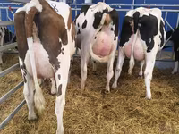 Kuh, Holstein-Rasse — Foto 4