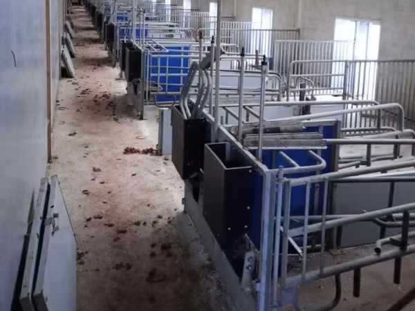 ሴት አሣማ, Pigs — ሞልዶቫ